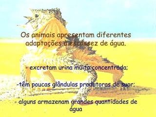 Os animais apresentam diferentes
adaptações à escassez de água.
- excretam urina muito concentrada;
-têm poucas glândulas produtoras de suor;
- alguns armazenam grandes quantidades de
água

 