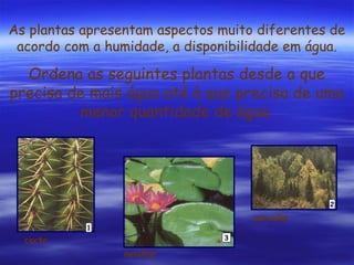 As plantas apresentam aspectos muito diferentes de
acordo com a humidade, a disponibilidade em água.

Ordena as seguintes plantas desde a que
precisa de mais água até à que precisa de uma
menor quantidade de água.

2

carvalho

1
3

cacto
nenúfar

 