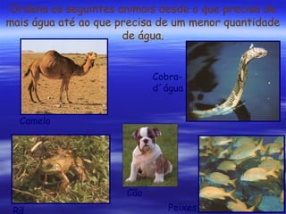 Ordena os seguintes animais desde o que precisa de
mais água até ao que precisa de um menor quantidade
de água.
Cobrad´água
Camelo

Cão
Rã

Peixes

 