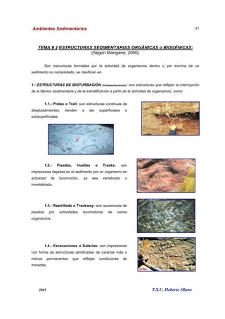 Ambientes Sedimentarios
2005
TEMA # 2 ESTRUCTURAS SEDIMENTARIAS ORGÁNICAS o BIOGÉNICAS:
Son estructuras formadas por la actividad de organismos dentro o por encima de un
sedimento no consolidado, se clasif
1.- ESTRUCTURAS DE BIOTURBACIÓN
de la fábrica sedimentaria y de la estratificación a partir de la actividad de organismos, como:
1.1.- Pistas o Trail: son estructuras continu
desplazamientos, tienden a ser superficiales o
subsuperficiales.
1.2.- Pisadas, Huellas o Tracks:
impresiones dejadas en el sedimento por un organismo en
actividad de locomoción, ya sea vertebrado o
invertebrado.
1.3.- Rastrillada o Trackway:
pisadas por actividades locomotoras de varios
organismos.
1.4.- Excavaciones o Galerías:
con forma de estructuras ramificadas de carácter más o
menos permanentes que reflejan condiciones de
moradas.
Ambientes Sedimentarios
T.S.U. Heberto O
ESTRUCTURAS SEDIMENTARIAS ORGÁNICAS o BIOGÉNICAS:
(Según Mangano, 2000)
Son estructuras formadas por la actividad de organismos dentro o por encima de un
sedimento no consolidado, se clasifican en:
ESTRUCTURAS DE BIOTURBACIÓN (Postdepositacionales): son estructuras que reflejan la interrupción
de la fábrica sedimentaria y de la estratificación a partir de la actividad de organismos, como:
son estructuras continuas de
desplazamientos, tienden a ser superficiales o
Pisadas, Huellas o Tracks: son
impresiones dejadas en el sedimento por un organismo en
actividad de locomoción, ya sea vertebrado o
o Trackway: son sucesiones de
pisadas por actividades locomotoras de varios
Excavaciones o Galerías: son impresiones
con forma de estructuras ramificadas de carácter más o
menos permanentes que reflejan condiciones de
T.S.U. Heberto Olano
21
ESTRUCTURAS SEDIMENTARIAS ORGÁNICAS o BIOGÉNICAS:
Son estructuras formadas por la actividad de organismos dentro o por encima de un
son estructuras que reflejan la interrupción
de la fábrica sedimentaria y de la estratificación a partir de la actividad de organismos, como:
 