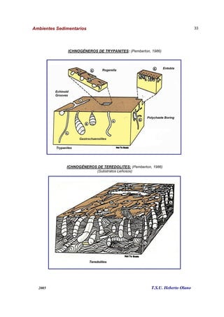 Ambientes Sedimentarios
2005 T.S.U. Heberto Olano
33
ICHNOGÉNEROS DE TRYPANITES: (Pemberton, 1986)
ICHNOGÉNEROS DE TEREDOLITES: (Pemberton, 1986)
(Substratos Leñosos)
 