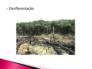  Desflorestação
 
