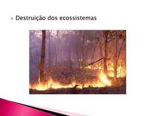  Destruição dos ecossistemas
 