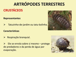 ARTRÓPODES TERRESTRES
CRUSTÁCEOS
Representantes
 Tatuzinho-de-jardim ou tatu-bolinha.
Características
 Respiração branquial.
 Ele se enrola sobre si mesmo – protege
de predadores e da perda de água por
evaporação.
 