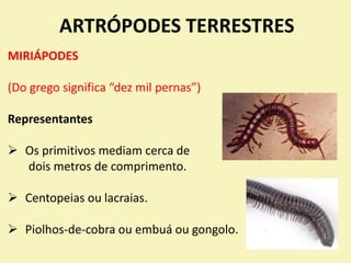 ARTRÓPODES TERRESTRES
MIRIÁPODES
(Do grego significa “dez mil pernas”)
Representantes
 Os primitivos mediam cerca de
dois metros de comprimento.
 Centopeias ou lacraias.
 Piolhos-de-cobra ou embuá ou gongolo.
 