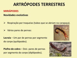 ARTRÓPODES TERRESTRES
MIRIÁPODES
Novidades evolutivas
 Respiração por traqueias (tubos que se abriam na carapaça).
 Vários pares de pernas:
Lacraia – Um par de pernas por segmento
do corpo (quilópodes).
Piolho-de-cobra – Dois pares de pernas
por segmento do corpo (diplópodes).
 