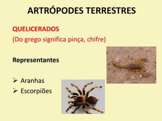 ARTRÓPODES TERRESTRES
QUELICERADOS
(Do grego significa pinça, chifre)
Representantes
 Aranhas
 Escorpiões
 