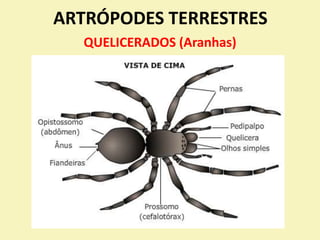 ARTRÓPODES TERRESTRES
QUELICERADOS (Aranhas)
 