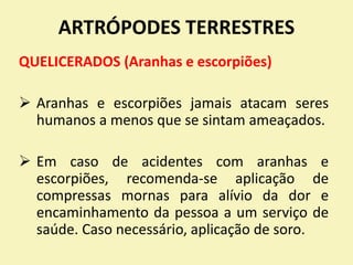 ARTRÓPODES TERRESTRES
QUELICERADOS (Aranhas e escorpiões)
 Aranhas e escorpiões jamais atacam seres
humanos a menos que se sintam ameaçados.
 Em caso de acidentes com aranhas e
escorpiões, recomenda-se aplicação de
compressas mornas para alívio da dor e
encaminhamento da pessoa a um serviço de
saúde. Caso necessário, aplicação de soro.
 