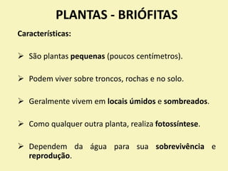 PLANTAS - BRIÓFITAS
Características:
 São plantas pequenas (poucos centímetros).
 Podem viver sobre troncos, rochas e no solo.
 Geralmente vivem em locais úmidos e sombreados.
 Como qualquer outra planta, realiza fotossíntese.
 Dependem da água para sua sobrevivência e
reprodução.
 