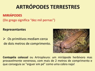 ARTRÓPODES TERRESTRES
MIRIÁPODES
(Do grego significa “dez mil pernas”)
Representantes
 Os primitivos mediam cerca
de dois metros de comprimento.
Centopéia colossal ou Artropleura: um miriápode herbívoro mas
provavelmente venenoso, com mais de 2 metros de comprimento e
que conseguia se "erguer em pé" como uma cobra naja!
 