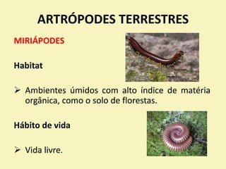 ARTRÓPODES TERRESTRES
MIRIÁPODES
Habitat
 Ambientes úmidos com alto índice de matéria
orgânica, como o solo de florestas.
Hábito de vida
 Vida livre.
 