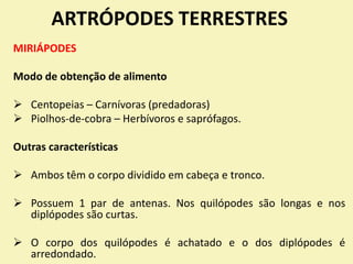 ARTRÓPODES TERRESTRES
MIRIÁPODES
Modo de obtenção de alimento
 Centopeias – Carnívoras (predadoras)
 Piolhos-de-cobra – Herbívoros e saprófagos.
Outras características
 Ambos têm o corpo dividido em cabeça e tronco.
 Possuem 1 par de antenas. Nos quilópodes são longas e nos
diplópodes são curtas.
 O corpo dos quilópodes é achatado e o dos diplópodes é
arredondado.
 