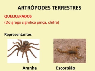 Aranha Escorpião
QUELICERADOS
(Do grego significa pinça, chifre)
Representantes
ARTRÓPODES TERRESTRES
 