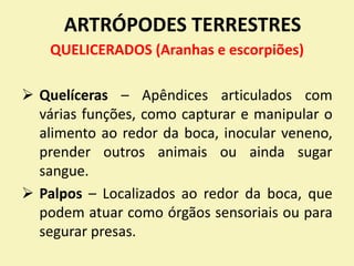 ARTRÓPODES TERRESTRES
QUELICERADOS (Aranhas e escorpiões)
 Quelíceras – Apêndices articulados com
várias funções, como capturar e manipular o
alimento ao redor da boca, inocular veneno,
prender outros animais ou ainda sugar
sangue.
 Palpos – Localizados ao redor da boca, que
podem atuar como órgãos sensoriais ou para
segurar presas.
 