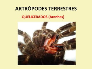 ARTRÓPODES TERRESTRES
QUELICERADOS (Aranhas)
 