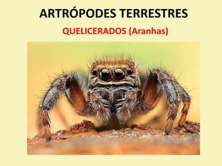 ARTRÓPODES TERRESTRES
QUELICERADOS (Aranhas)
 
