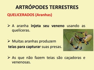 ARTRÓPODES TERRESTRES
QUELICERADOS (Aranhas)
 A aranha injeta seu veneno usando as
quelíceras.
 Muitas aranhas produzem
teias para capturar suas presas.
 As que não fazem teias são caçadoras e
venenosas.
 