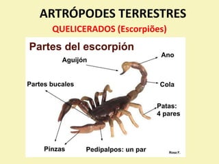 ARTRÓPODES TERRESTRES
QUELICERADOS (Escorpiões)
 