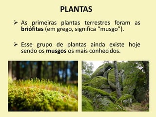 PLANTAS
 As primeiras plantas terrestres foram as
briófitas (em grego, significa “musgo”).
 Esse grupo de plantas ainda existe hoje
sendo os musgos os mais conhecidos.
 