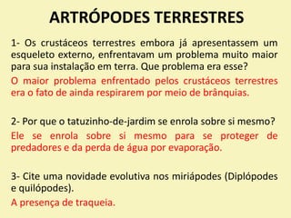 ARTRÓPODES TERRESTRES
1- Os crustáceos terrestres embora já apresentassem um
esqueleto externo, enfrentavam um problema muito maior
para sua instalação em terra. Que problema era esse?
O maior problema enfrentado pelos crustáceos terrestres
era o fato de ainda respirarem por meio de brânquias.
2- Por que o tatuzinho-de-jardim se enrola sobre si mesmo?
Ele se enrola sobre si mesmo para se proteger de
predadores e da perda de água por evaporação.
3- Cite uma novidade evolutiva nos miriápodes (Diplópodes
e quilópodes).
A presença de traqueia.
 
