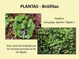PLANTAS - Briófitas
Hepática
(em grego, significa “fígado”)
Esse nome foi atribuído por
ter formato parecido ao de
um fígado.
 