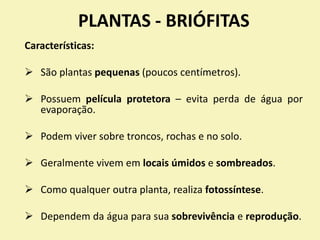 PLANTAS - BRIÓFITAS
Características:
 São plantas pequenas (poucos centímetros).
 Possuem película protetora – evita perda de água por
evaporação.
 Podem viver sobre troncos, rochas e no solo.
 Geralmente vivem em locais úmidos e sombreados.
 Como qualquer outra planta, realiza fotossíntese.
 Dependem da água para sua sobrevivência e reprodução.
 