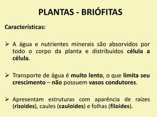 PLANTAS - BRIÓFITAS
Características:
 A água e nutrientes minerais são absorvidos por
todo o corpo da planta e distribuídos célula a
célula.
 Transporte de água é muito lento, o que limita seu
crescimento – não possuem vasos condutores.
 Apresentam estruturas com aparência de raízes
(rizoides), caules (cauloides) e folhas (filoides).
 