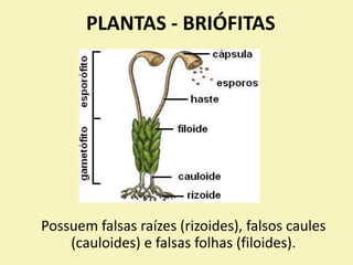 PLANTAS - BRIÓFITAS
Possuem falsas raízes (rizoides), falsos caules
(cauloides) e falsas folhas (filoides).
 