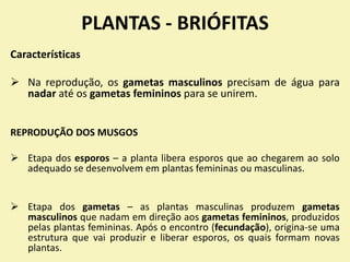 PLANTAS - BRIÓFITAS
Características
 Na reprodução, os gametas masculinos precisam de água para
nadar até os gametas femininos para se unirem.
REPRODUÇÃO DOS MUSGOS
 Etapa dos esporos – a planta libera esporos que ao chegarem ao solo
adequado se desenvolvem em plantas femininas ou masculinas.
 Etapa dos gametas – as plantas masculinas produzem gametas
masculinos que nadam em direção aos gametas femininos, produzidos
pelas plantas femininas. Após o encontro (fecundação), origina-se uma
estrutura que vai produzir e liberar esporos, os quais formam novas
plantas.
 