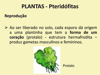 PLANTAS - Pteridófitas
Reprodução
 Ao ser liberado no solo, cada esporo dá origem
a uma plantinha que tem a forma de um
coração (protalo) - estrutura hermafrodita –
produz gametas masculinos e femininos.
Protalo
 