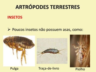 ARTRÓPODES TERRESTRES
INSETOS
 Poucos insetos não possuem asas, como:
Traça-de-livroPulga Piolho
 