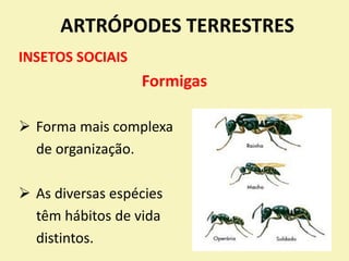 ARTRÓPODES TERRESTRES
INSETOS SOCIAIS
Formigas
 Forma mais complexa
de organização.
 As diversas espécies
têm hábitos de vida
distintos.
 
