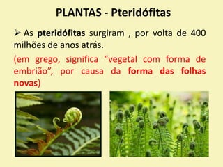 PLANTAS - Pteridófitas
 As pteridófitas surgiram , por volta de 400
milhões de anos atrás.
(em grego, significa “vegetal com forma de
embrião”, por causa da forma das folhas
novas)
 