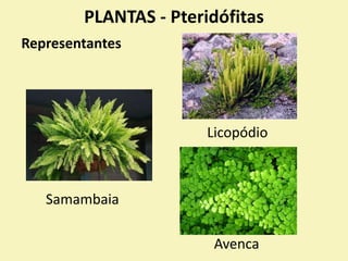 PLANTAS - Pteridófitas
Representantes
Licopódio
Samambaia
Avenca
 