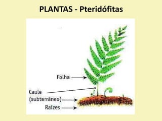 PLANTAS - Pteridófitas
 
