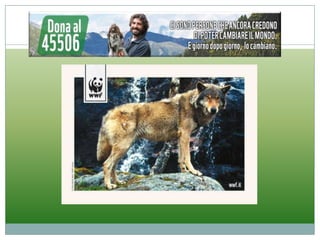 La campagna sms del WWF sulle cartoline Ambient Media con le foto più belle degli animali in pericolo
