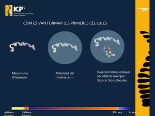 COM ES VAN FORMAR LES PRIMERES CÈL·LULES
Mecanisme
d’herència
Aïllament del
medi extern
Reaccions bioquímiques
per obtenir energia i
fabricar biomolècules
4600m.a. 3800m.a. 570 m.a. 0 m.a.
 