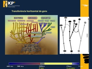 Transferència horitzontal de gens
570m.a.
21 novembre
2600m.a.
07 juny
4600 m.a. 3800 m.a. 0 m.a.
 
