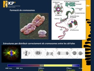 Estructures per distribuir correctament els cromosomes entre les cèl·lules
filles
Formació de cromosomes
570m.a.
21 novembre
2600m.a.
07 juny
4600 m.a. 3800 m.a. 0 m.a.
 