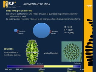 AUGMENTANT DE MIDA
Les cèl·lules petites tenen una relació S/V gran la qual cosa els permet intercanviar
millor amb el medi.
La major part de reaccions vitals per la cèl·lula tenen lloc a la seva membrana externa.
Mida límit per una cèl·lula
Nutrients
Residus
Nutrients
Residus
Ø = x10
S = x100
V = x1000
Solucions
Invaginació de la
membrana externa
Multicel·lularitat
PediastrumEuastrum
4600 m.a. 3800 m.a. 570m.a.
21 novembre
0 m.a.2600m.a.
07 juny
 