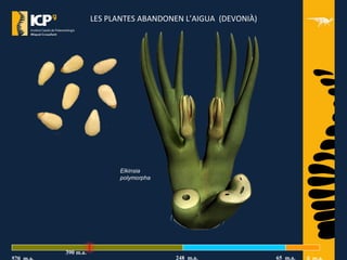 LES PLANTES ABANDONEN L’AIGUA (DEVONIÀ)
Elkinsia
polymorpha
248 m.a. 65 m.a.
390 m.a.
 