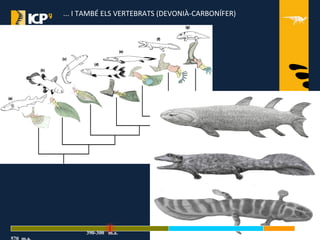 ... I TAMBÉ ELS VERTEBRATS (DEVONIÀ-CARBONÍFER)
248 m.a. 65 m.a.
390-300 m.a.
 