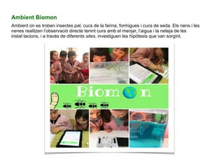 Ambient Biomon
Ambient on es troben insectes pal, cucs de la farina, formigues i cucs de seda. Els nens i les
nenes realitzen l’observació directe tenint cura amb el menjar, l’aigua i la neteja de les
instal·lacions, i a través de diferents sites, investiguen les hipòtesis que van sorgint.
 