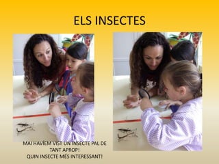 ELS INSECTES
MAI HAVÍEM VIST UN INSECTE PAL DE
TANT APROP!
QUIN INSECTE MÉS INTERESSANT!
 