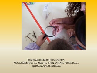 OBSERVAM LES PARTS DELS INSECTES.
ARA JA SABEM QUE ELS INSECTES TENEN ANTENES, POTES, ULLS…
INCLÚS ALGUNS TENEN ALES.
 