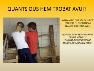QUANTS OUS HEM TROBAT AVUI?
AGAFAM ELS OUS DEL GALLINER
I ESCRIVIM EN EL CALENDARI
QUANTS OUS HI HA AVUI.
QUIN DIA DE LA SETMANA HEM
TROBAT MÉS OUS?
QUANST OUS HEM TROBAT
AQUESTA SETMANA EN TOTAL?
 