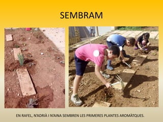 SEMBRAM
EN RAFEL, N’ADRIÀ I N’AINA SEMBREN LES PRIMERES PLANTES AROMÀTQUES.
 