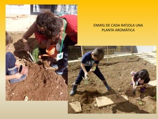 ENMIG DE CADA RATJOLA UNA
PLANTA AROMÀTICA
 