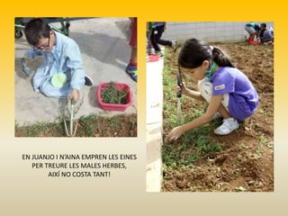 EN JUANJO I N’AINA EMPREN LES EINES
PER TREURE LES MALES HERBES,
AIXÍ NO COSTA TANT!
 